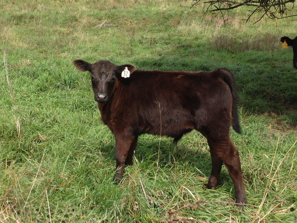 Bull 32_Fall2013.jpg