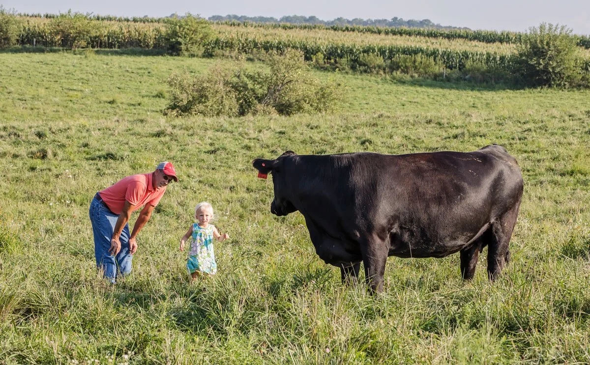 Females for Sale — Martens Angus Farms
