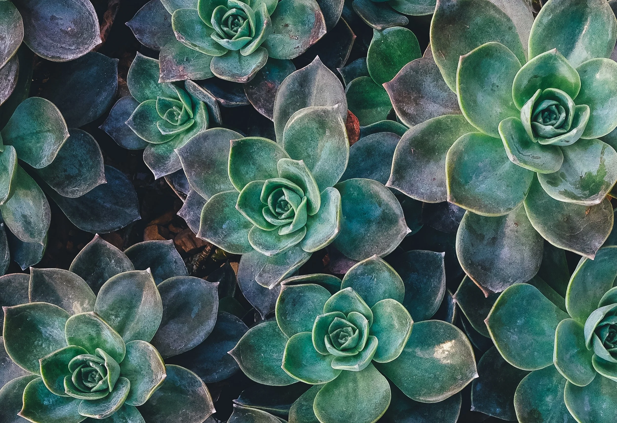 annie-spratt-42051-unsplash.jpg