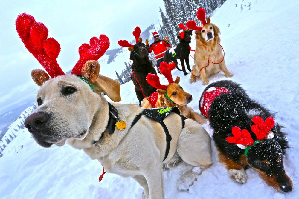 c.b.dog team.png
