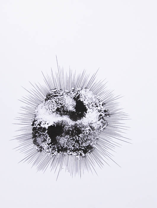 sea urchin number web.jpg