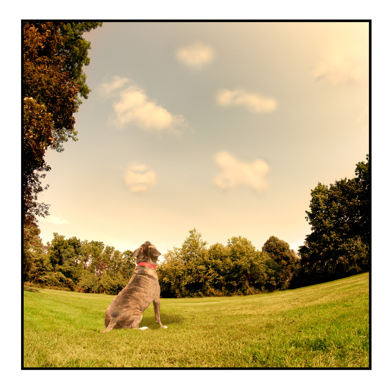 How Dogs Make Cloud Pictures