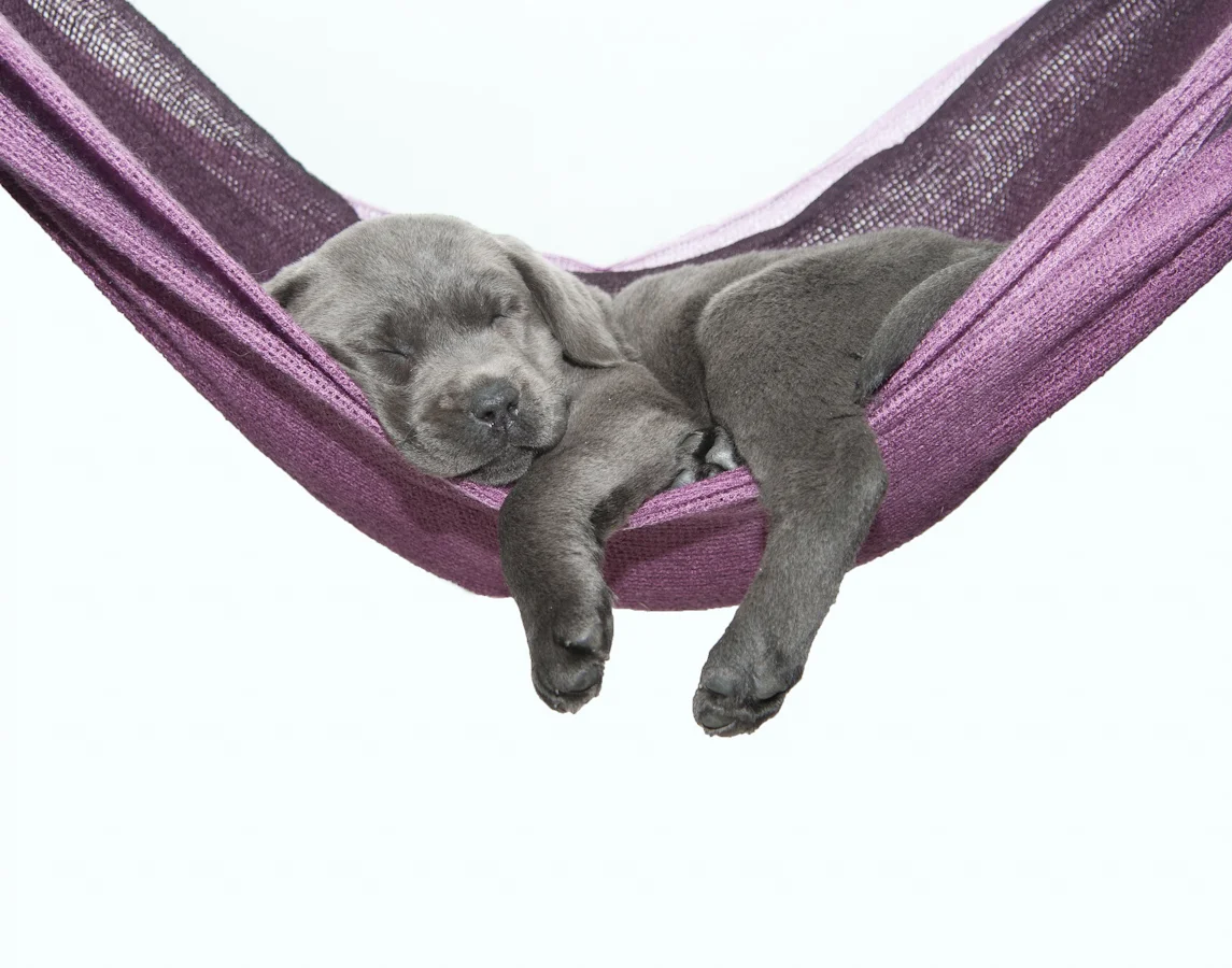 sadiepup-1.jpg