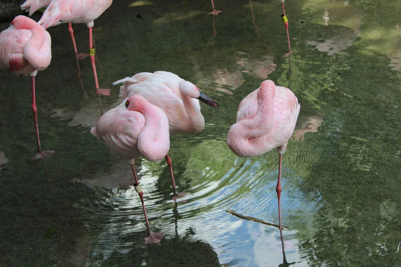 Here are some flamingos just chilling. I think they sleep on one leg and every so often they switch to the other leg.