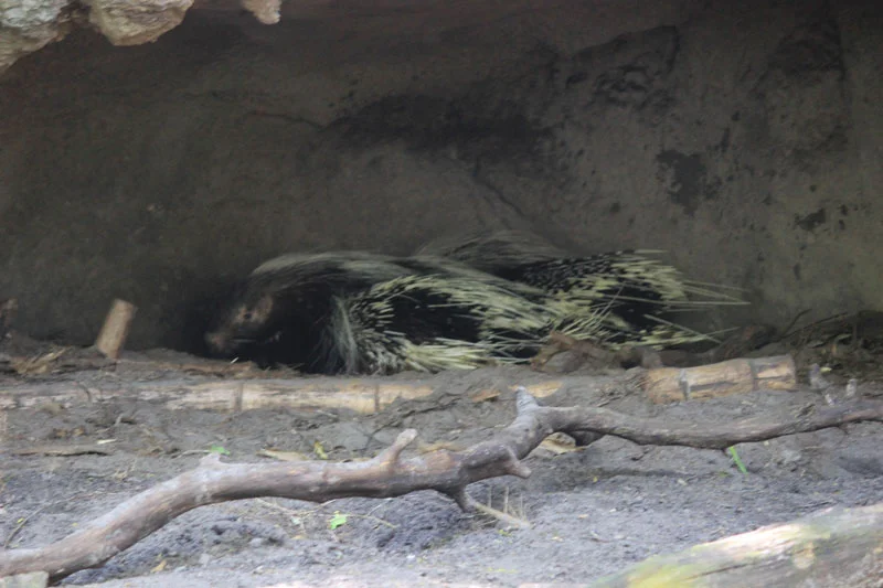 These guys looked like really sleepy porcupines but not sure if they are porcupines because they were huge!
