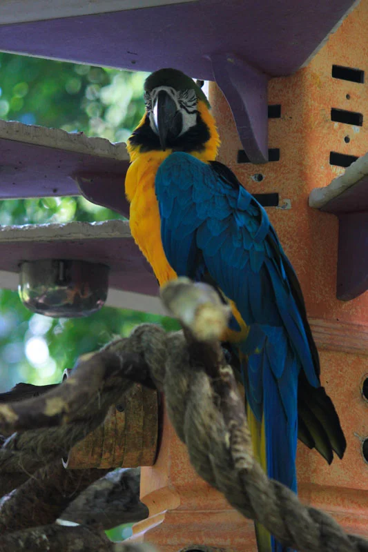 This parrot was hanging out with a lot of other parrots so don't worry, he wasn't lonely.