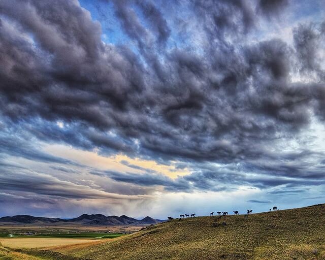 The Blue Horses under stormy skies..
.
.
.
#montanamoment #exploremore