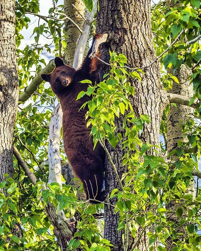 Heeeeeeyyyyy Bear.. When hiking, or biking, or just frolicking around in the woods, it's always good to remind yourself of what could be lurking around the corner, or up in a tree... 🐻