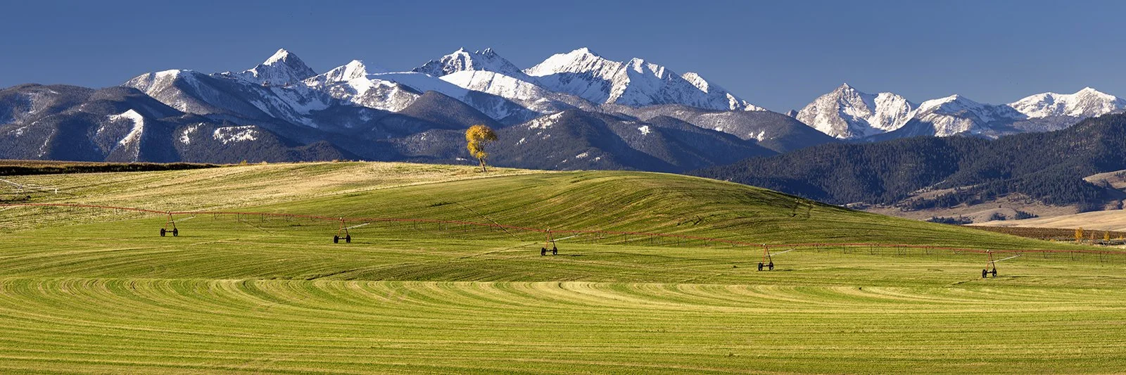 Spanish Peaks & Tree2_resized for web.jpg
