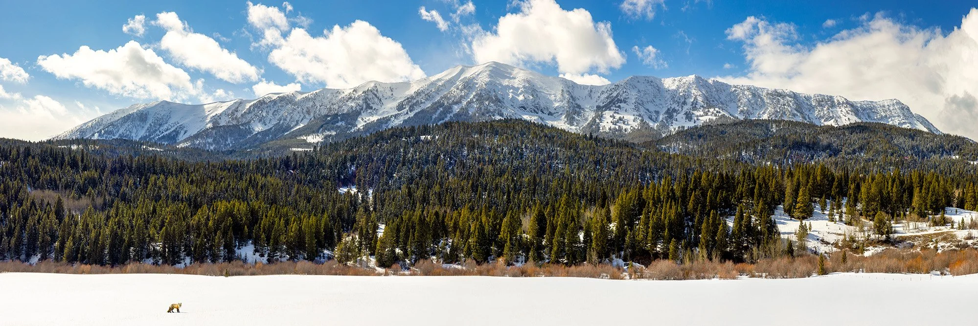 Bridger Mountains - Winter_fox.jpg