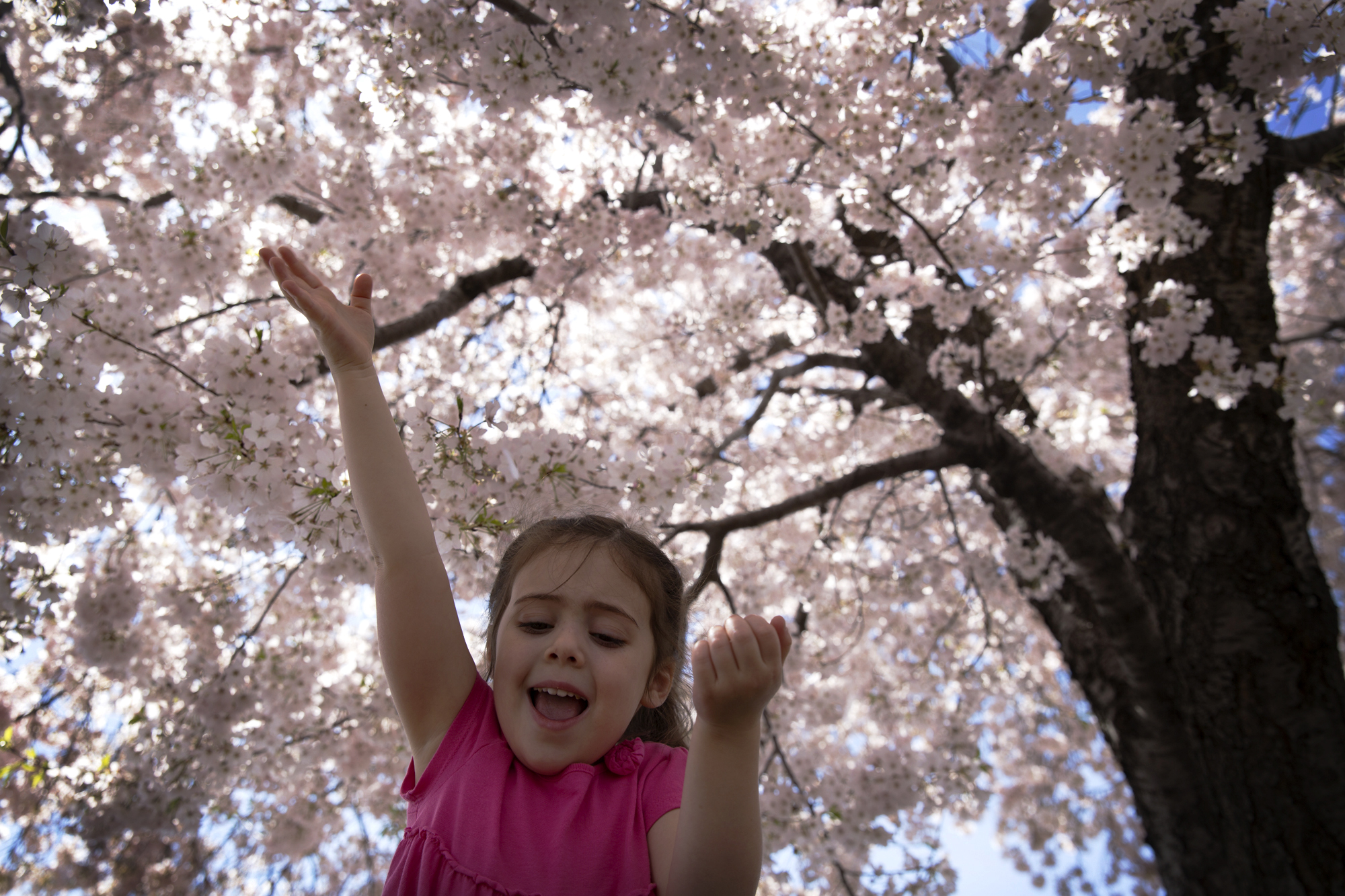 Eva Rum, 5, plays with the flowers at DC's annual Cherry Blossom festival in 2014. 