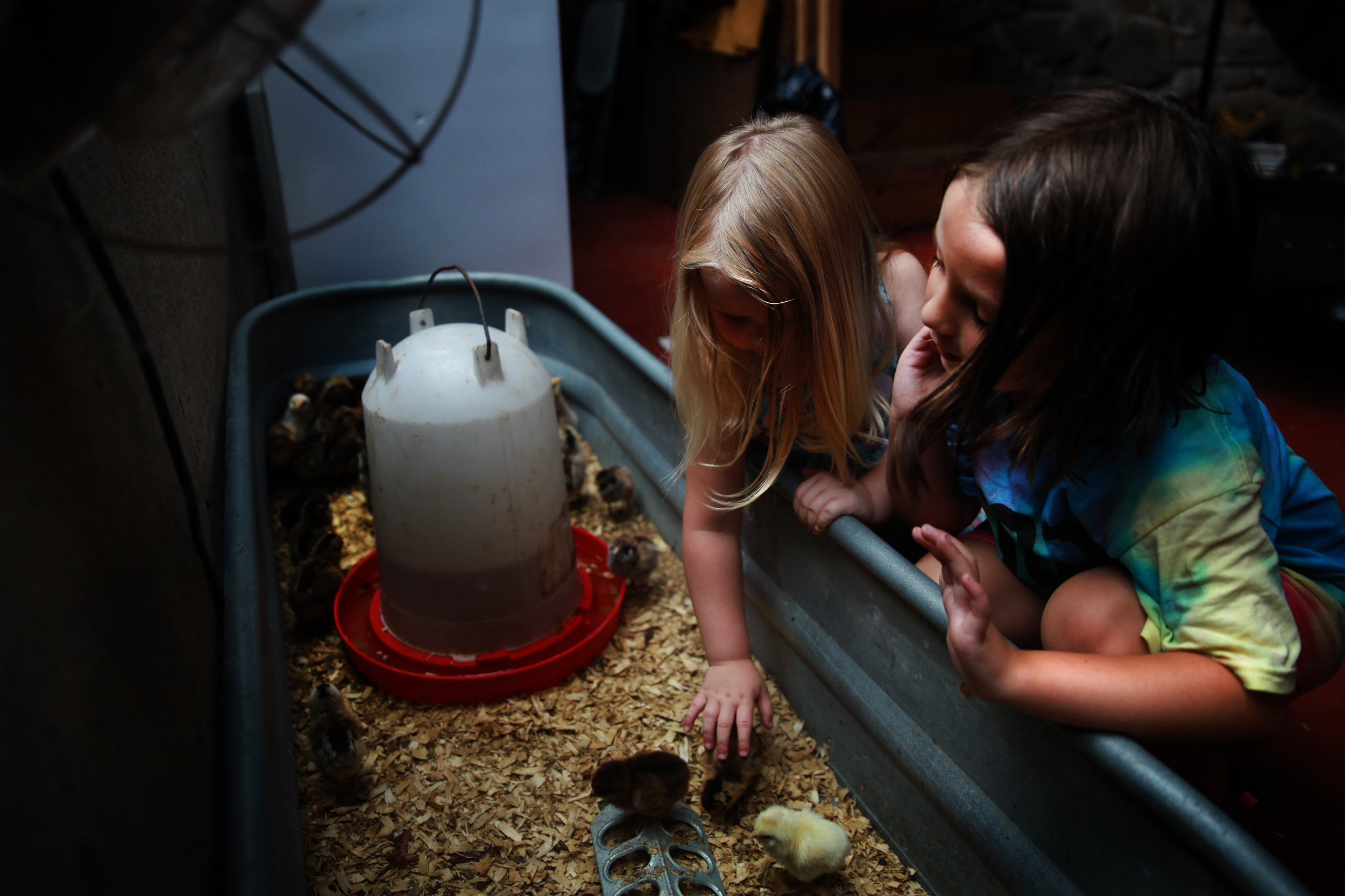 Hallie Wiser, 3, and Tessa Wiser, 6, play with baby ducklings at the Flaming Farm Petting Zoo in West Simsbury, Connecticut. 