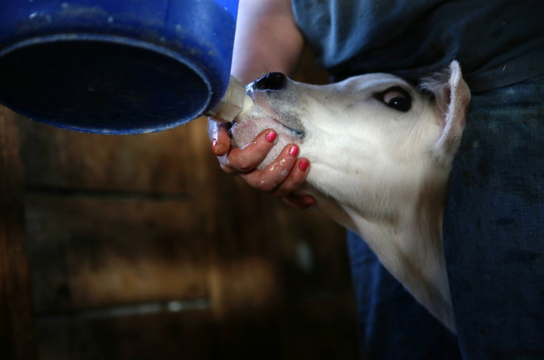 Stephanie Rhodes feeds a day-old baby calf at Voelker Swiss dairy farm in Perryville, Missouri. Since calves are separated from their mothers soon after birth Rhodes feels especially motherly towards them, and makes sure they drink every drop of milk.