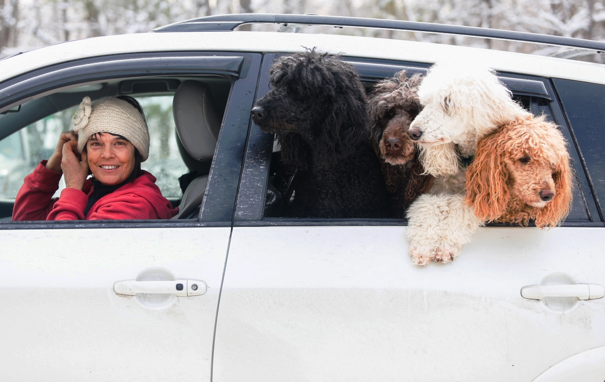 "This is a favorite game of ours, and we haven't been skiing yet" said Peggy Dwyer of Livermore. Dwyer comes to Roberts Farm Preserve in Norway Maine to go skijoring with her four poodles, from left, Diva, Levi, Brie and Peach. Skijoring is a winter sport where a person on skis and is pulled by their dog(s).