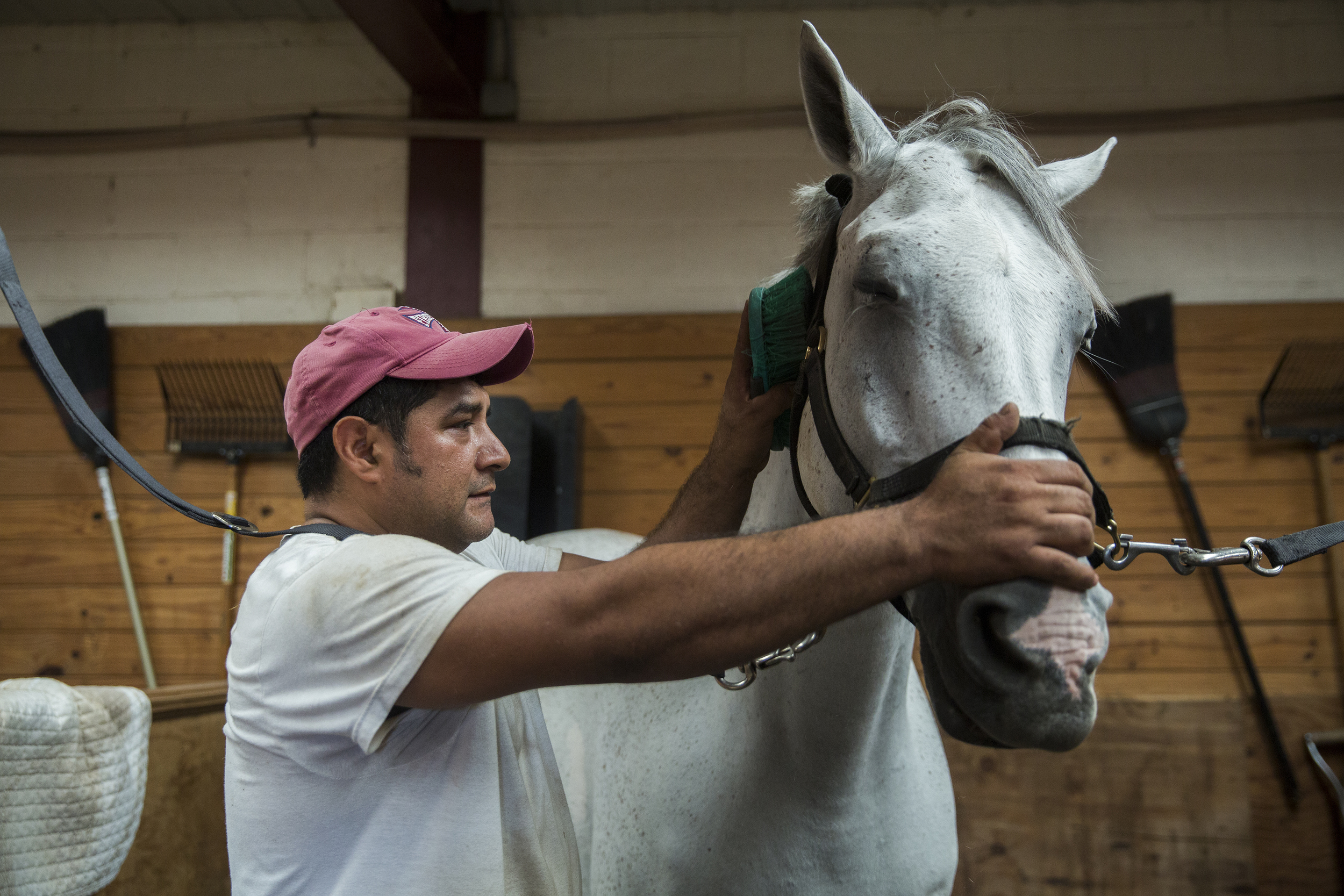 Groom Ismael Valaquez, originally from Mexico, gets Ensor ready for riding at Show Horses Inc. an equestrian center in Westport, CT. 