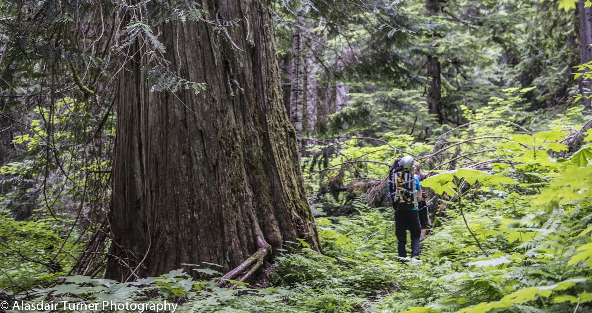 Little Beaver has some big trees.