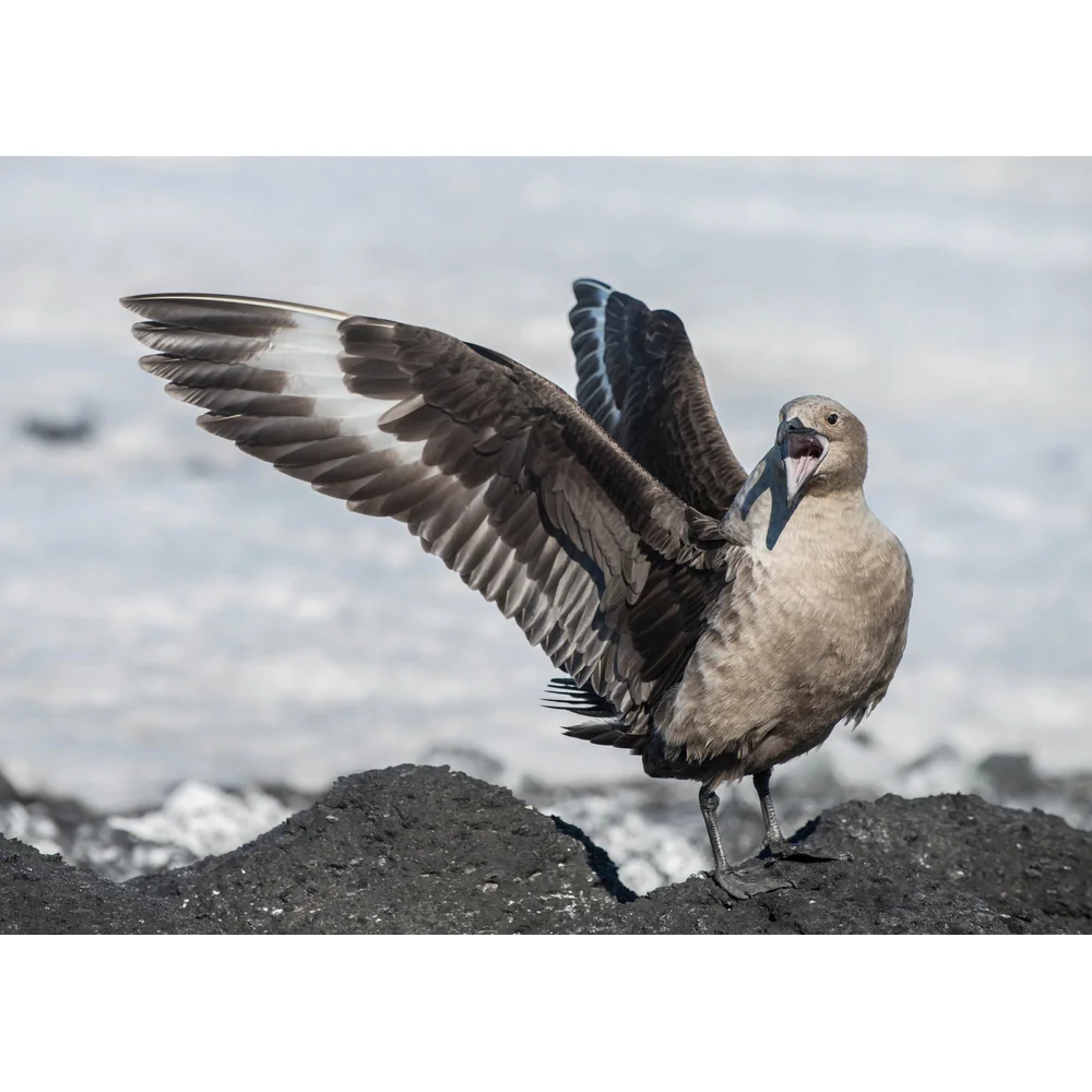 South Polar Skua Display.jpg