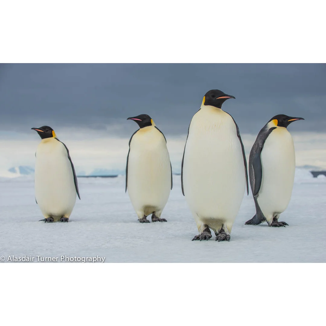 Emeror Penguins.jpg