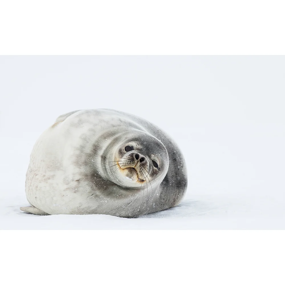 Weddell Seal Photo.jpg
