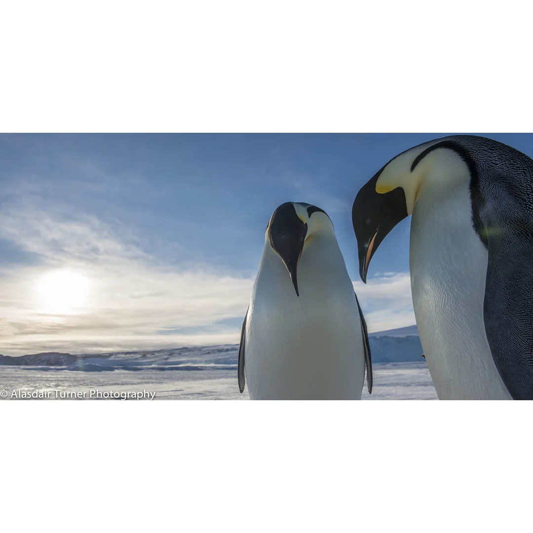 Emperor Penguins.jpg