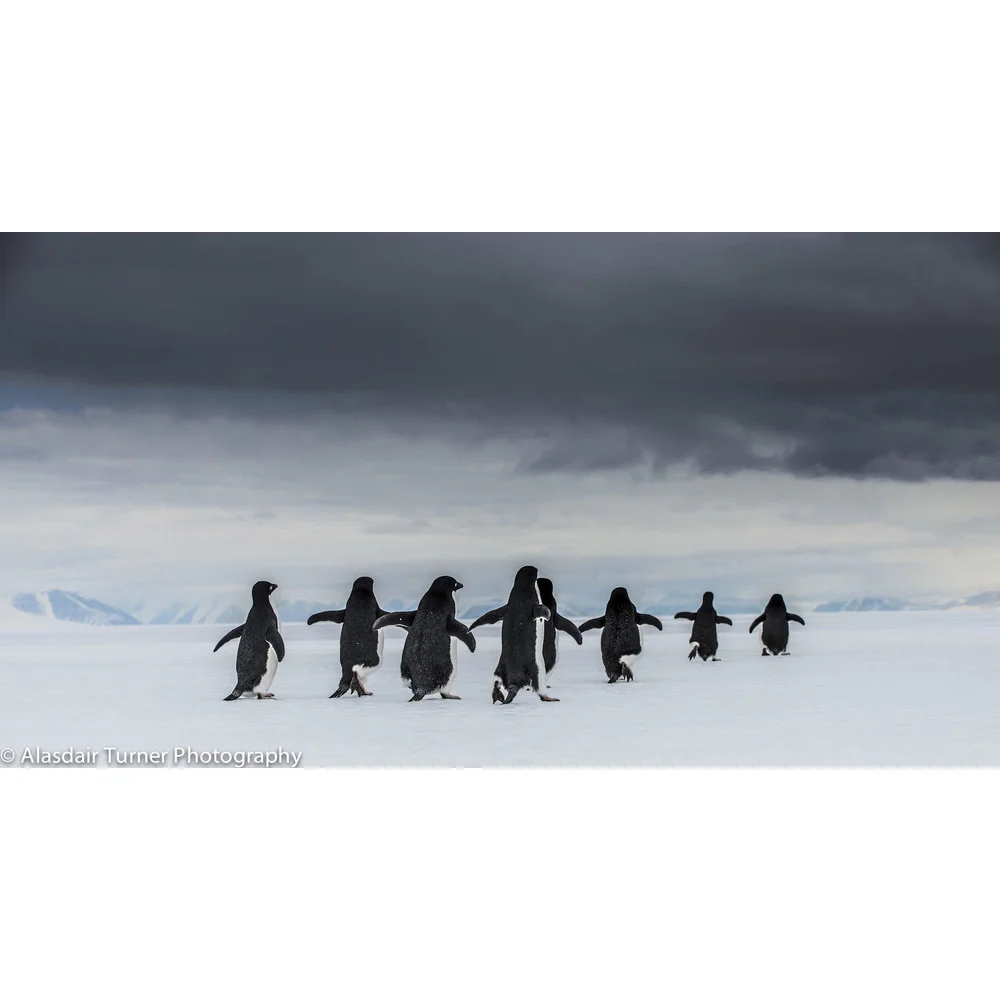Adelie Penguins Antarctica.jpg