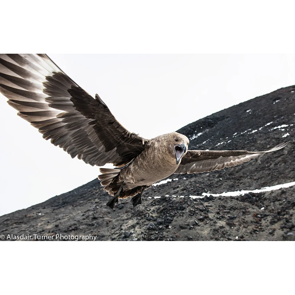 South Polar Skua Attack.jpg
