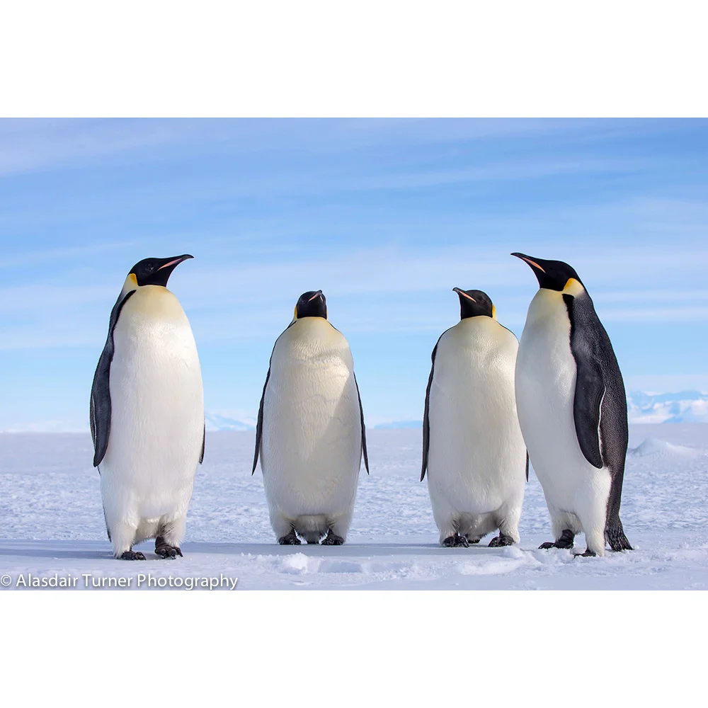 Emperor Penguins Ross Sea Antarctica.jpg
