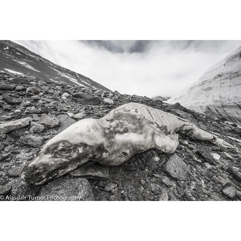 Mummified Seal Taylor Valley Antarctica.jpg
