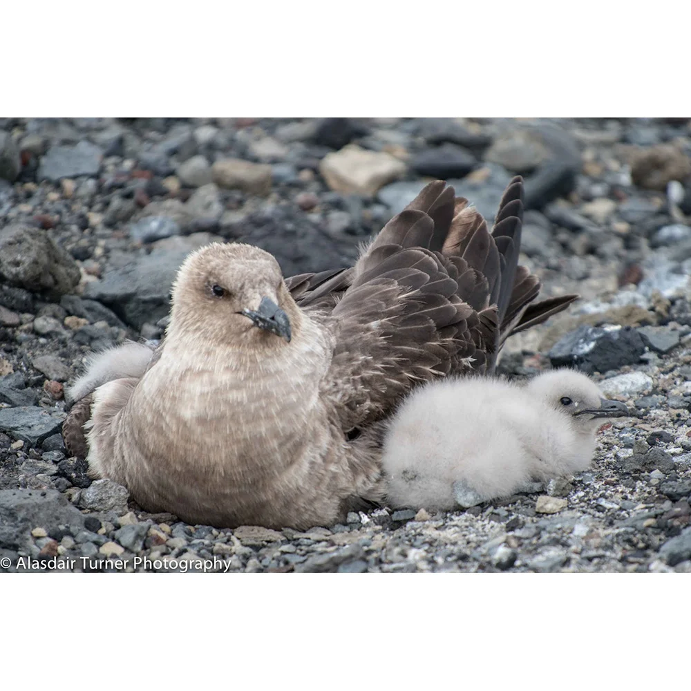 South Polar Skua and chick.jpg