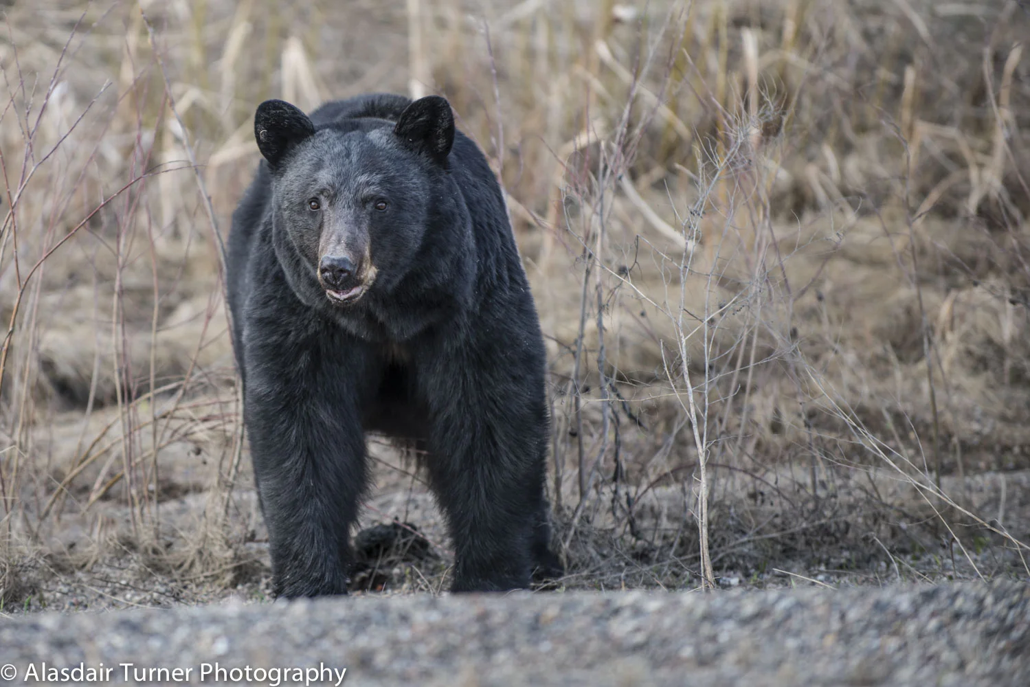 A slow moving black bear near the road. 