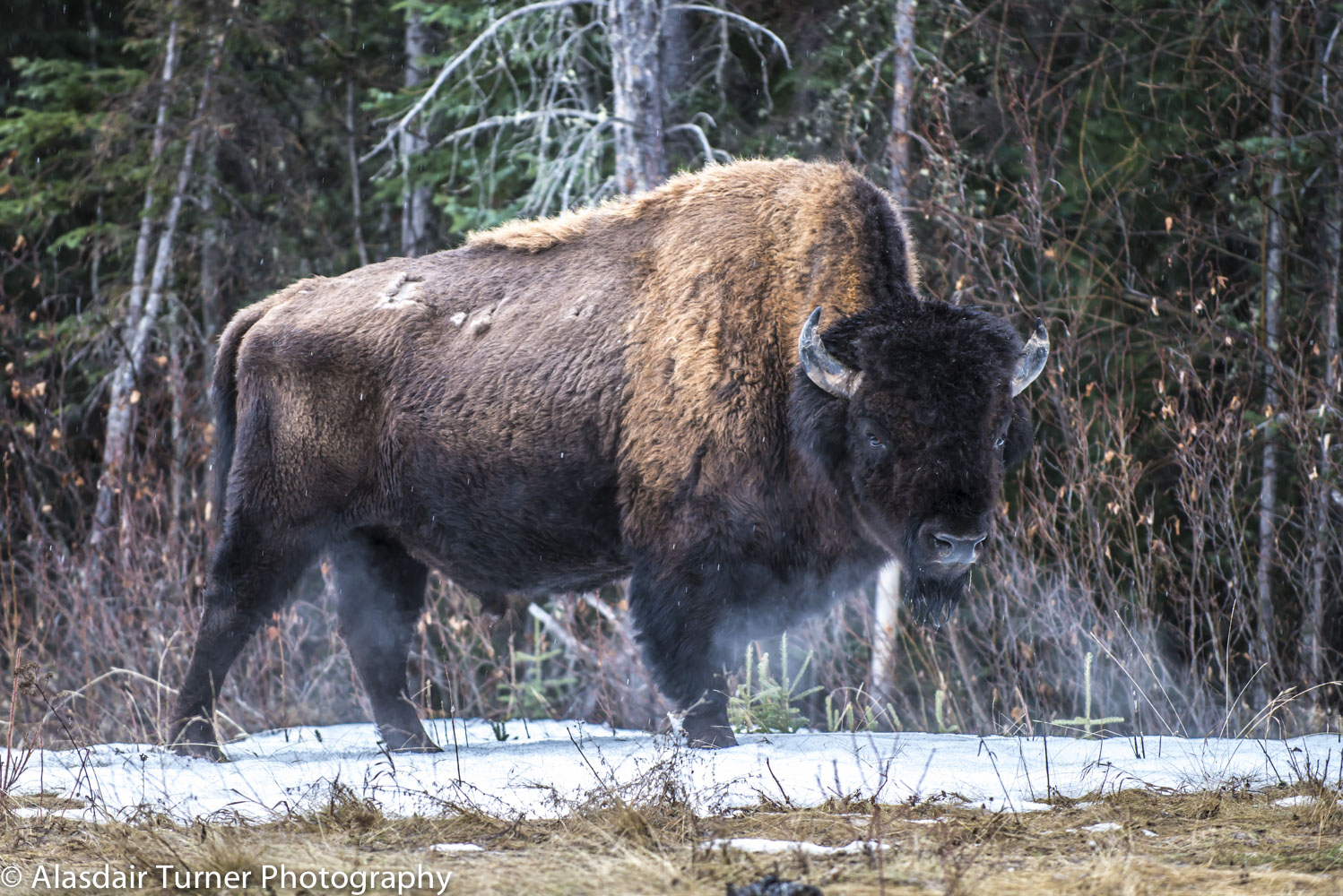  An American Bison on a cold morning in Northern BC. 