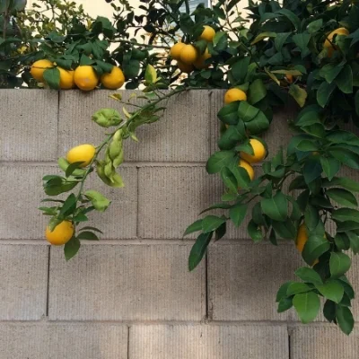 Alexa Eisner: In Fresno, CA