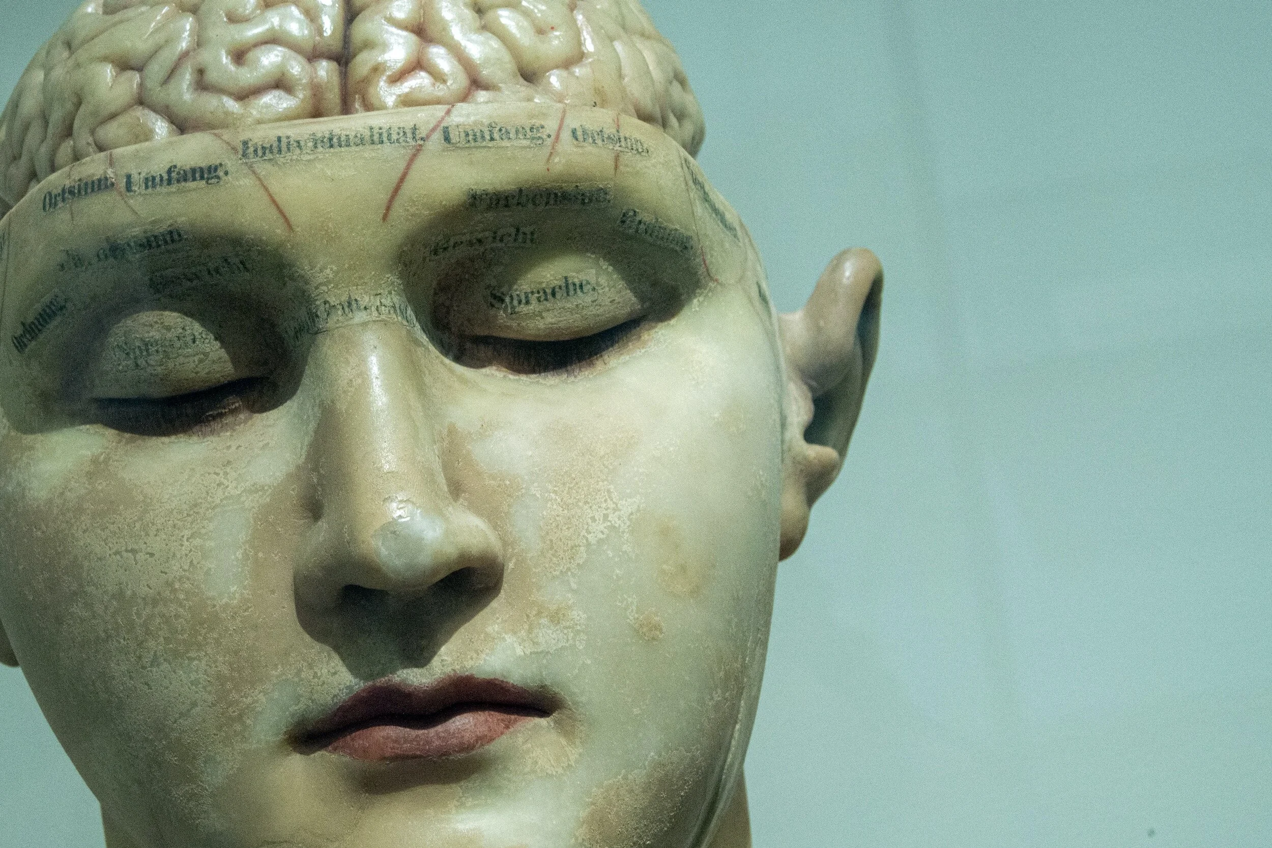 Cognitive Defusion Techniques and Exercises: an old wax model of a brain, diagrammed.