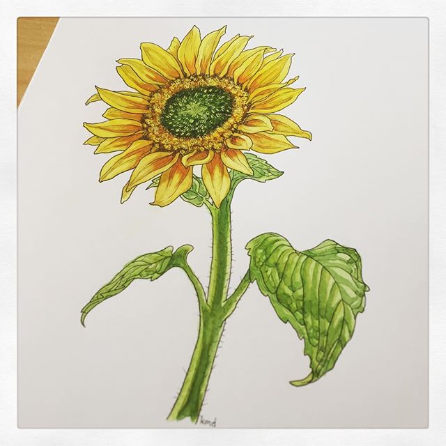 This little #sunflower is ready to send off tomorrow! If you&rsquo;d like a botanical drawing of your own send me your new donation receipts to RAICES, Mijente, KIND or Las Americas (see previous post for more details). .
#ink #botanicaldrawing #flow