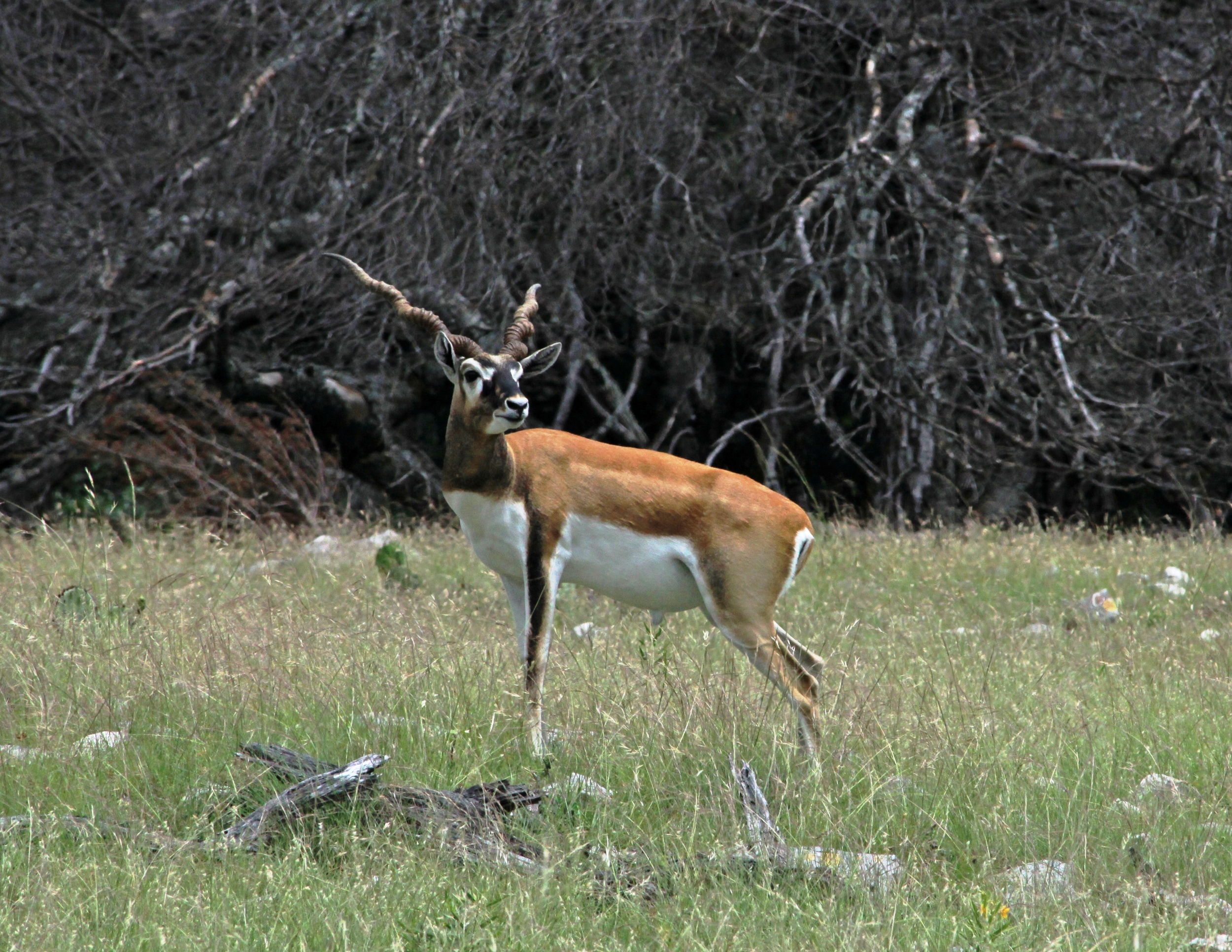 Blackbuck Antelope.jpg