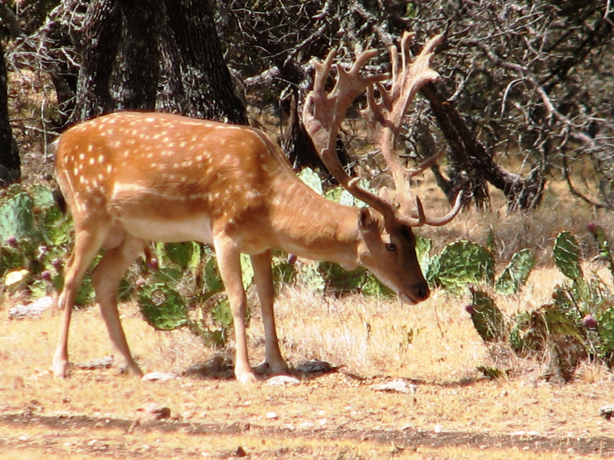 Fallow Deer.JPG