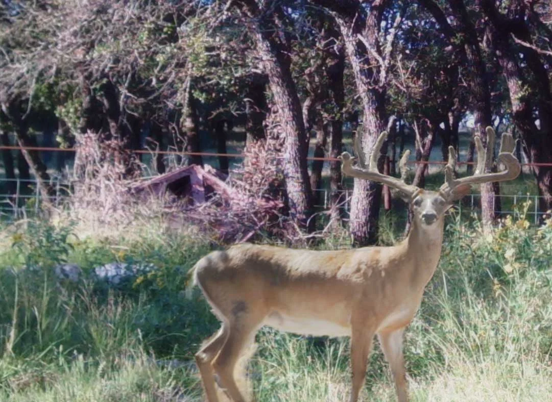 whitetailbytree.jpg