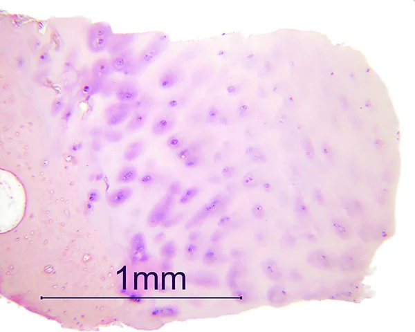 Safranin-O/Fast Green, perpendicular to articular surface, 16X