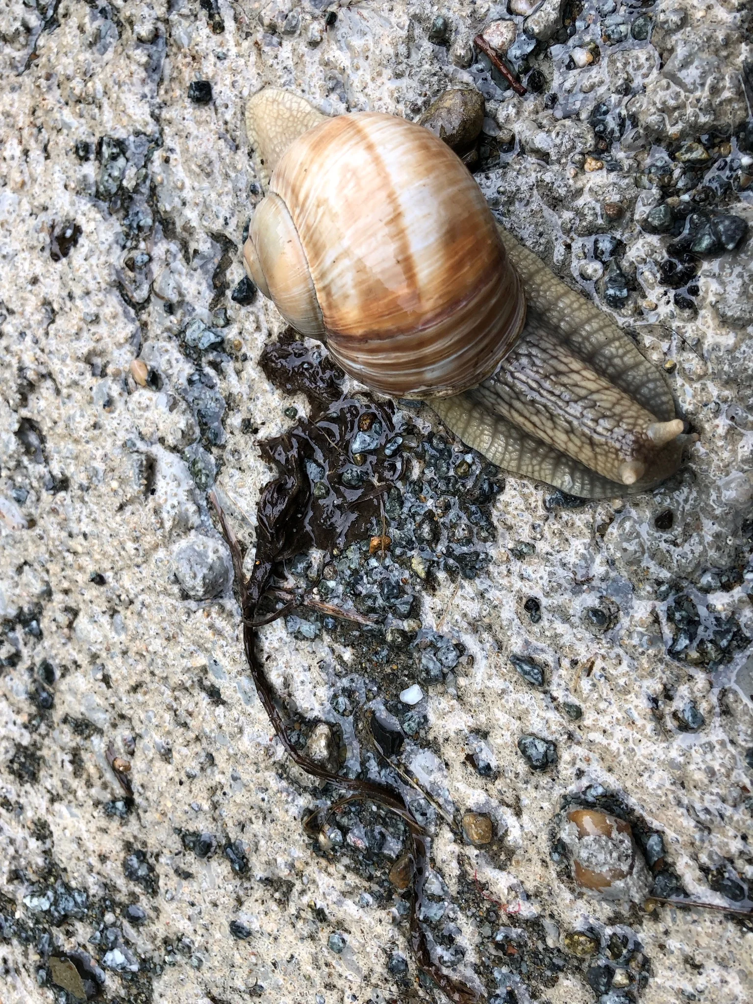 Valea Negrilesii