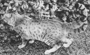 As this cat demonstrates, there's something odd about two tails.