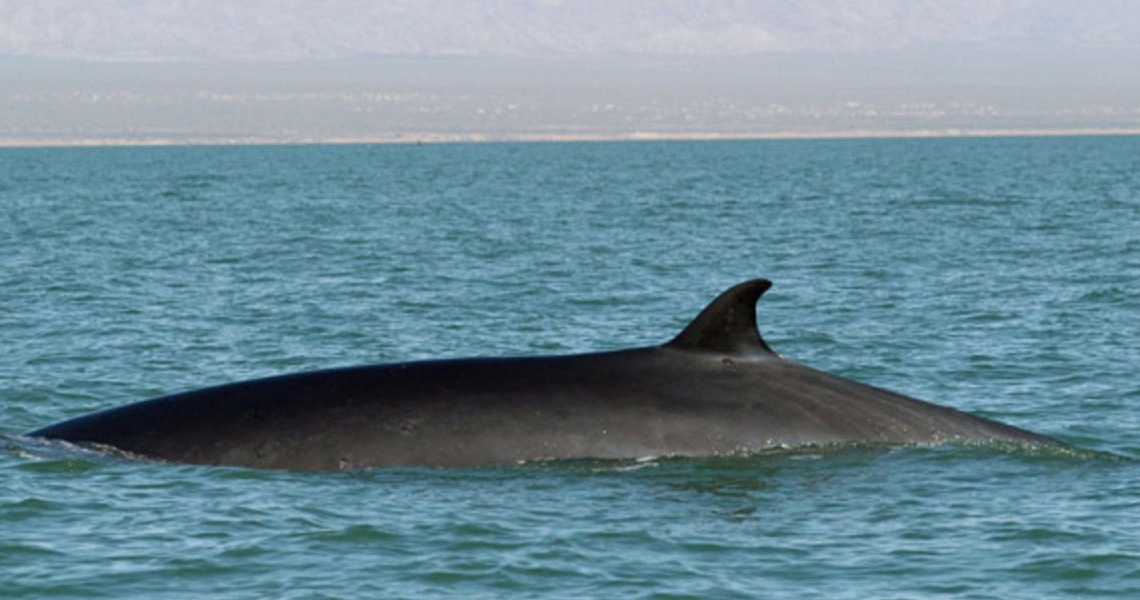 Fin_Whale_Hero_and_Circle_Image_107654.jpg
