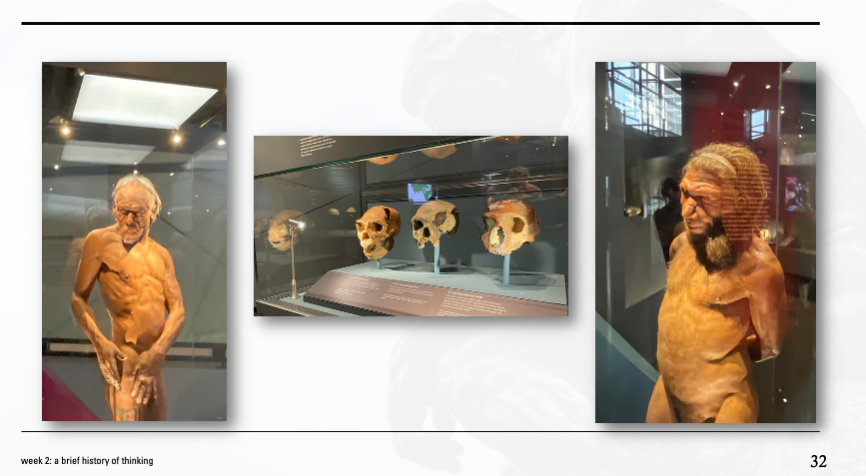 models of early homosapiens (left) neanderthal (right) and some hominid skulls between