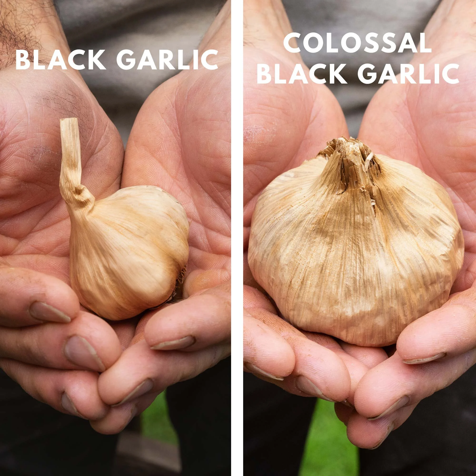 Black Garlic North America™ Buy Colossal Black Garlic Bulbs 1.5lb