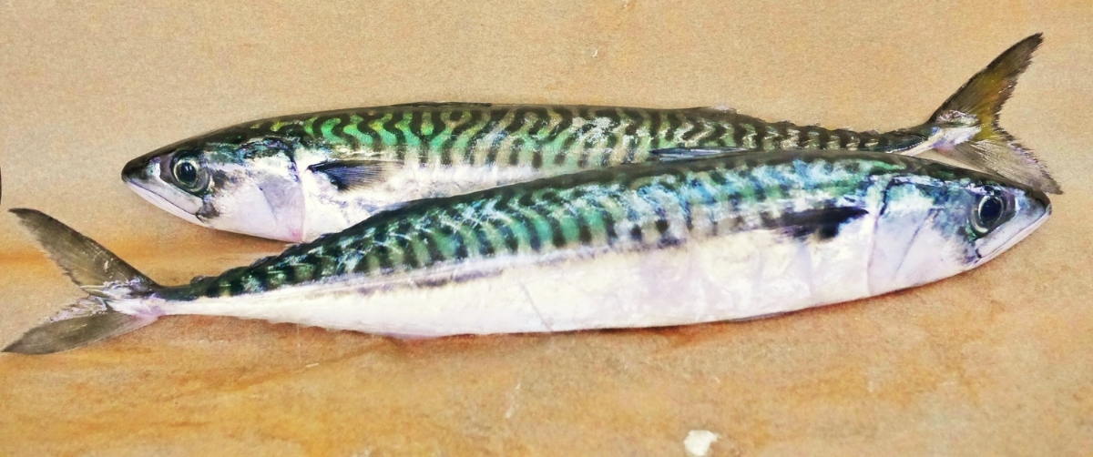 Two fresh SoleShare mackerel from Martin