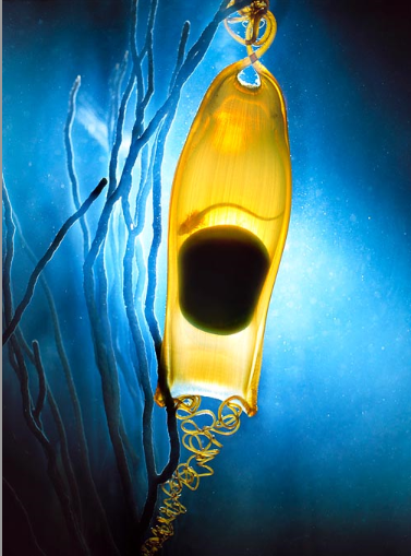  Embryonic elasmobranch