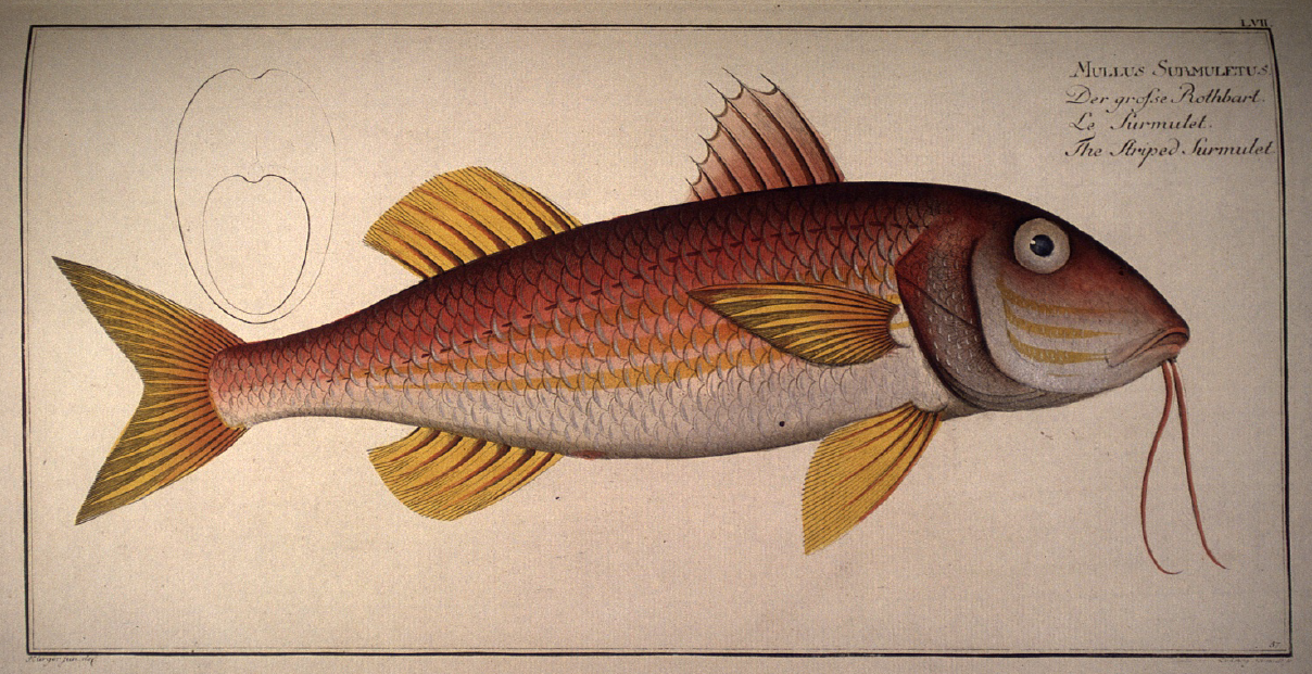 Red Mullet Soleshare