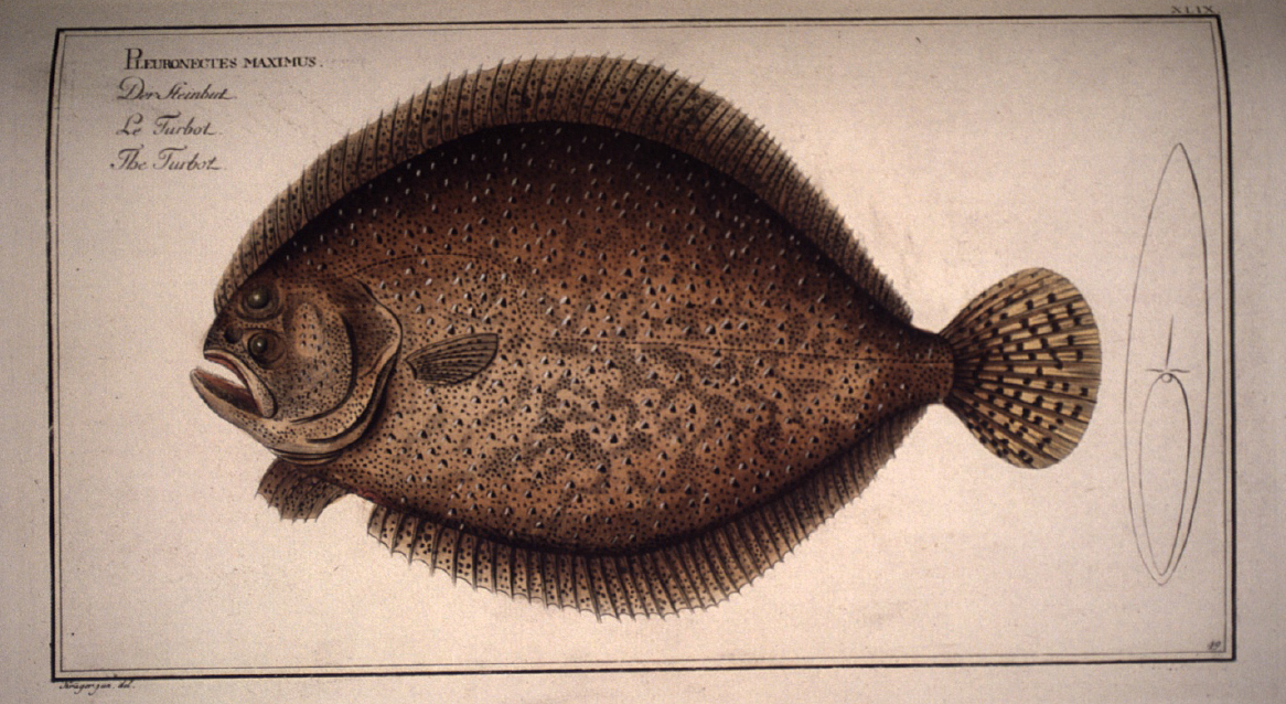 Turbofish