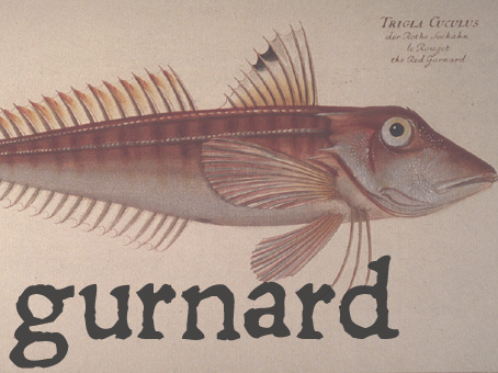 gurnard.jpg