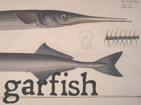garfish.jpg