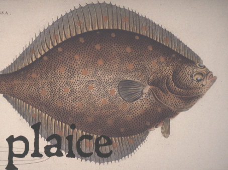 plaice.jpg